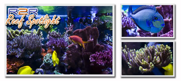 reefspotlight3.jpg