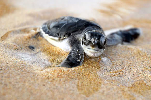 turtle-baby.jpg