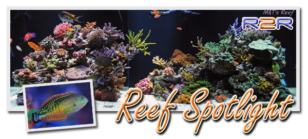 reefspotlight2.jpg