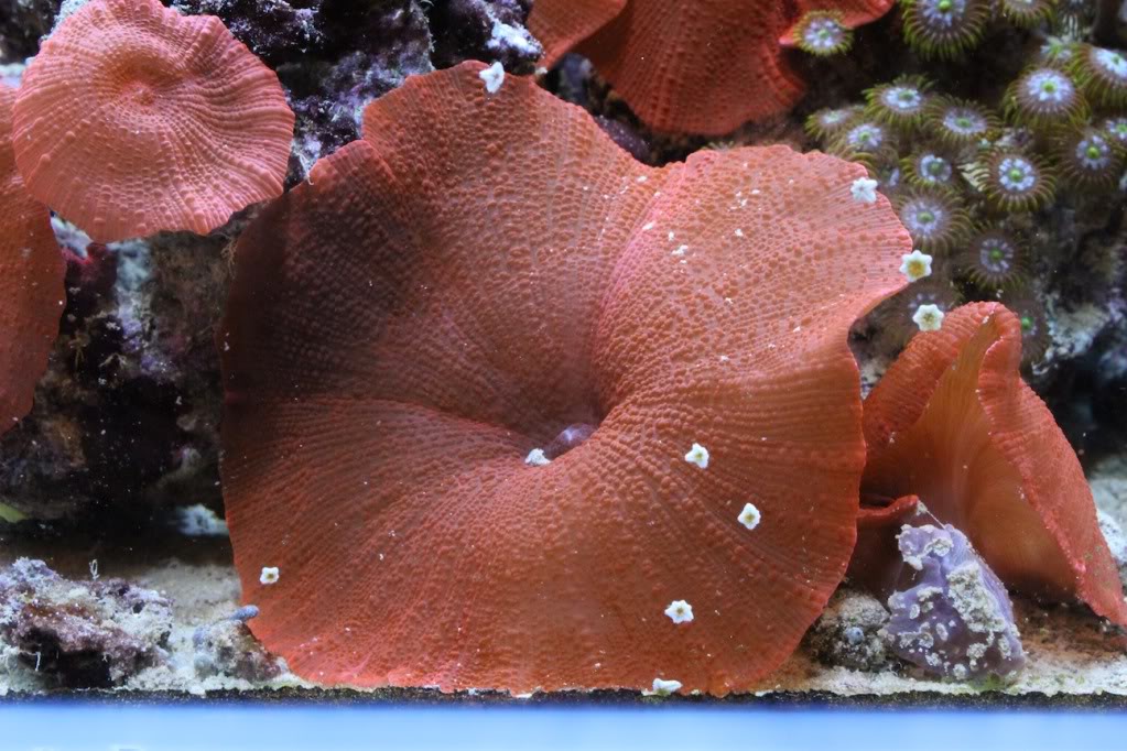 Red-Mushroom-and-Asterina-Starfish.jpg