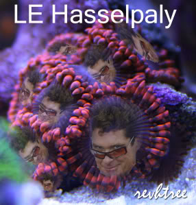 lehasslecolony-2.jpg