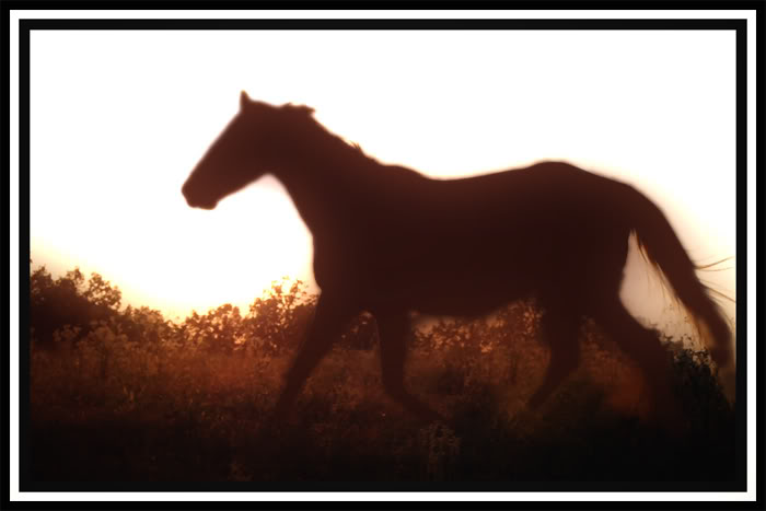 horse-2.jpg