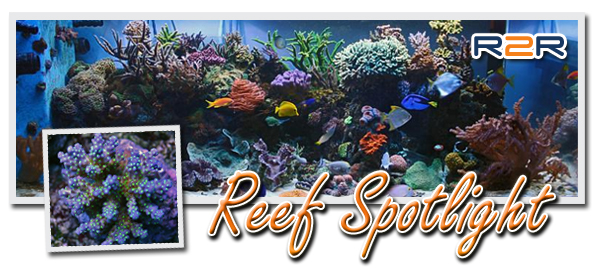 reefspotlight13_zps2a153095.jpg
