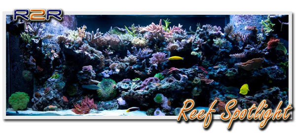 reefspotlight23-1_zpsd276d091.jpg