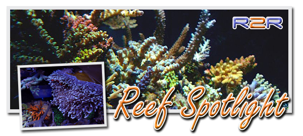 reefspotlight2_zps6b1ca002.jpg