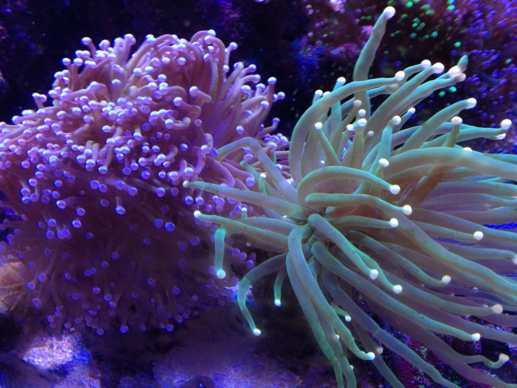 corals08172012001.jpg