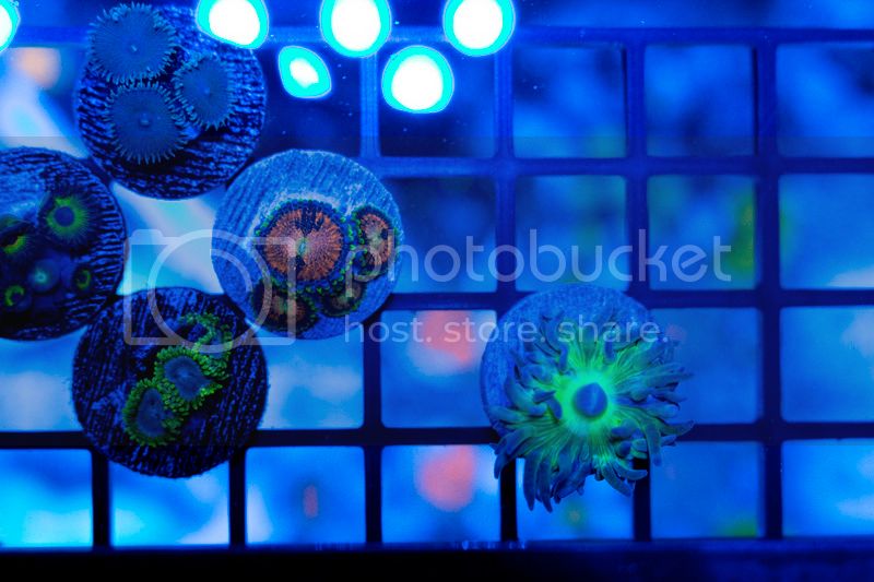 Top%20down%20Duncan%20and%20Zoas.jpg