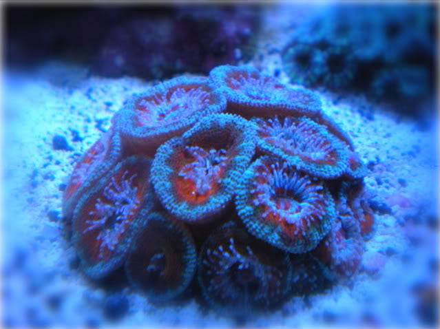 corals222023.jpg