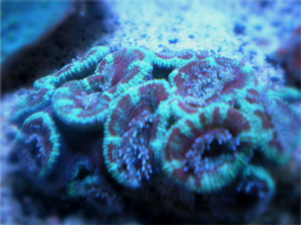 corals222025.jpg