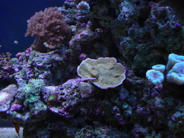 coral006.jpg