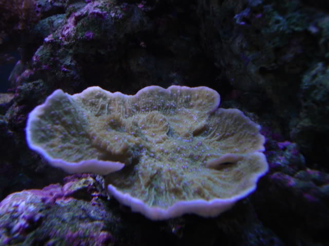 coral014.jpg
