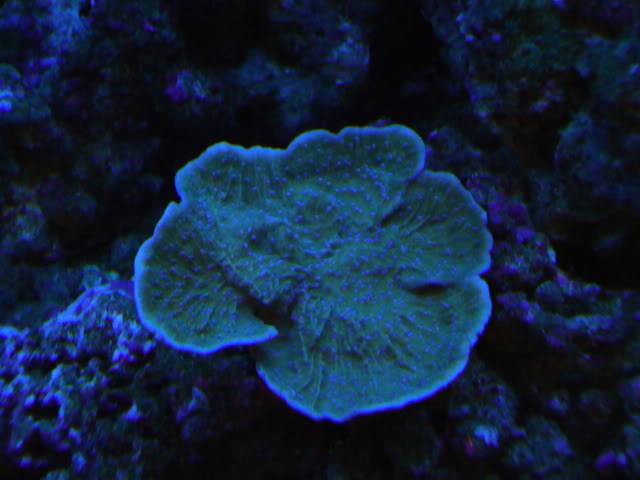 coral047.jpg