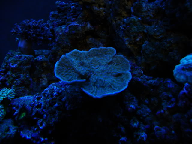 coral063.jpg