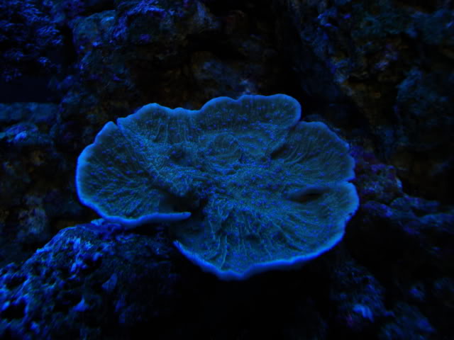 coral065.jpg