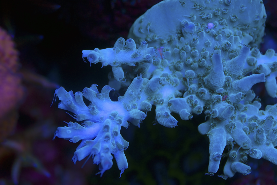 Acropora_Wicked_ahah_zpsb7a88b72.png