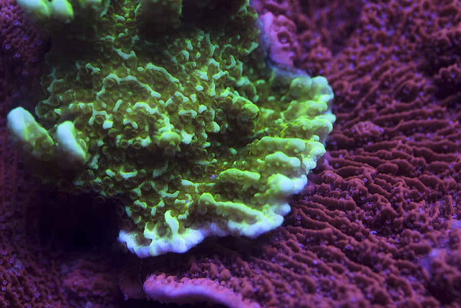 Montipora_Confusa_nd_Red_zpse03cd258.png