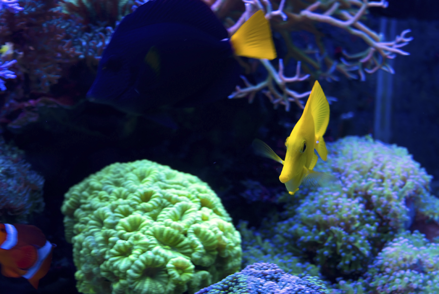 yellow_tang_zps87cea08a.png