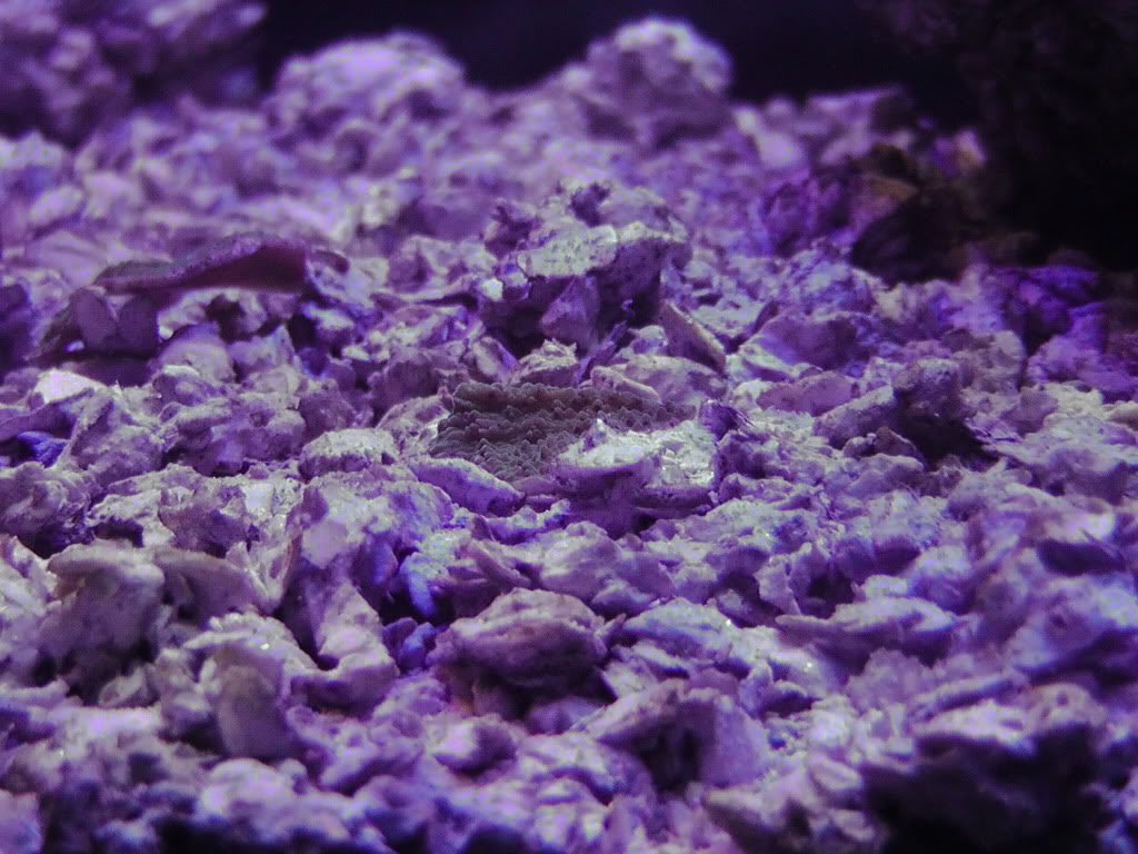 Coral025.jpg