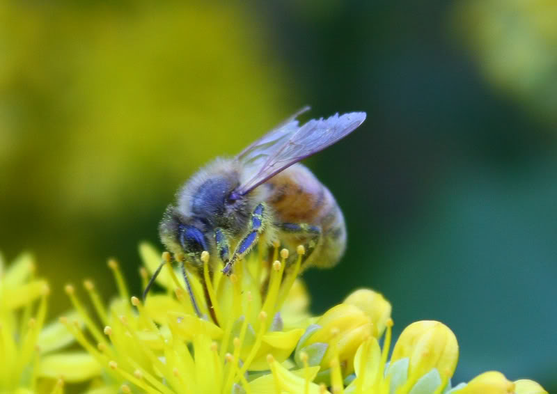 honeybee004.jpg