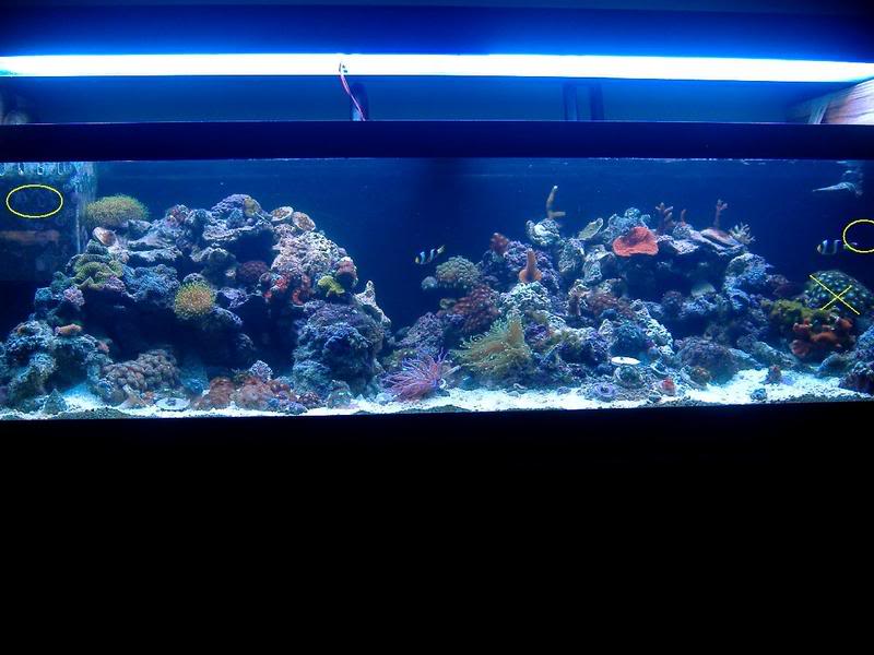 koralia.jpg
