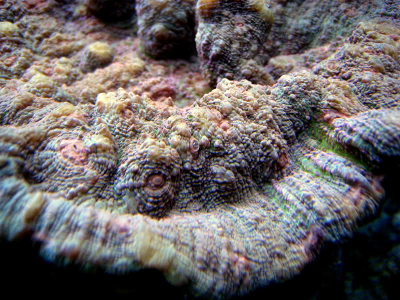 Corals012.jpg