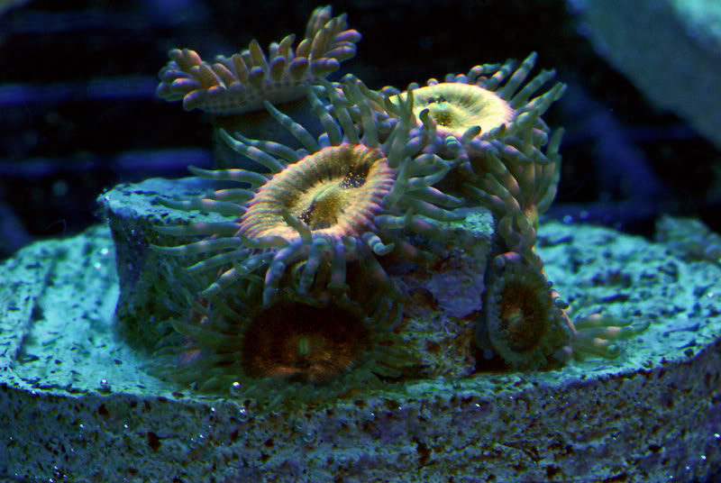 corals123.jpg