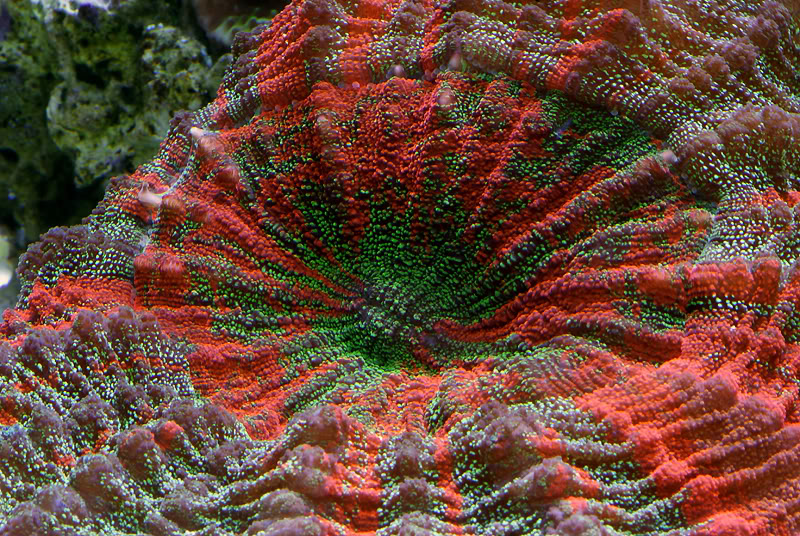 corals125.jpg