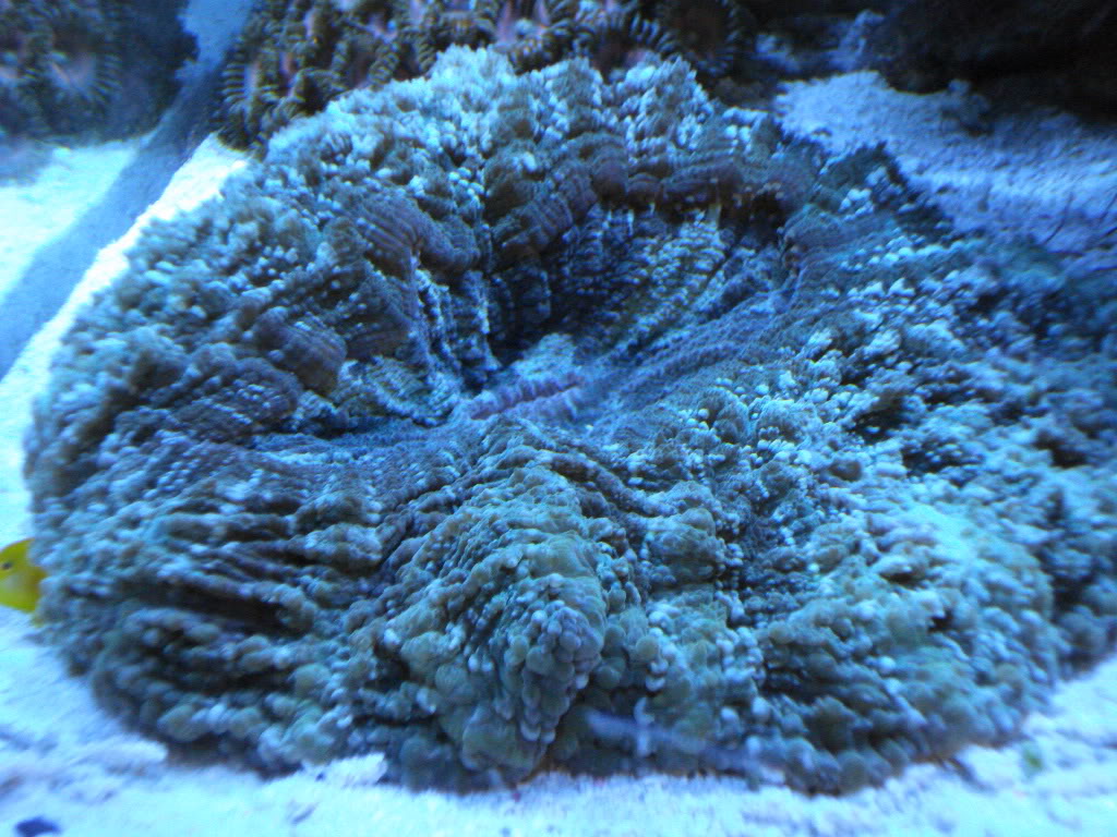 corals031.jpg