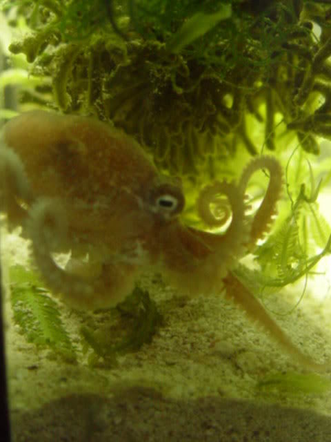 Octopus1.jpg