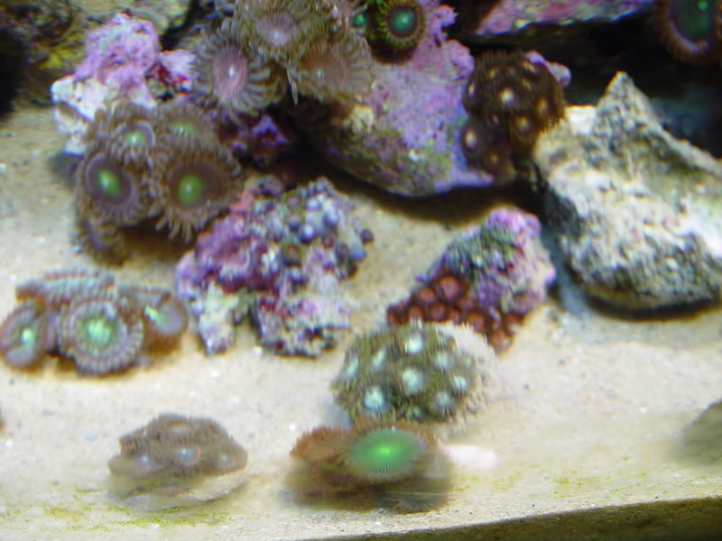 corals9.jpg