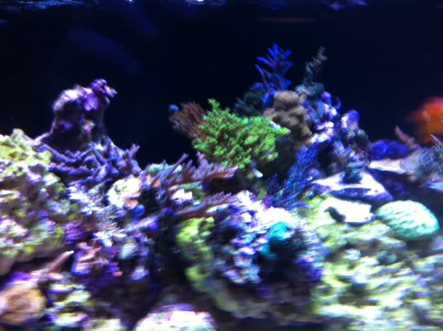 coral1.jpg
