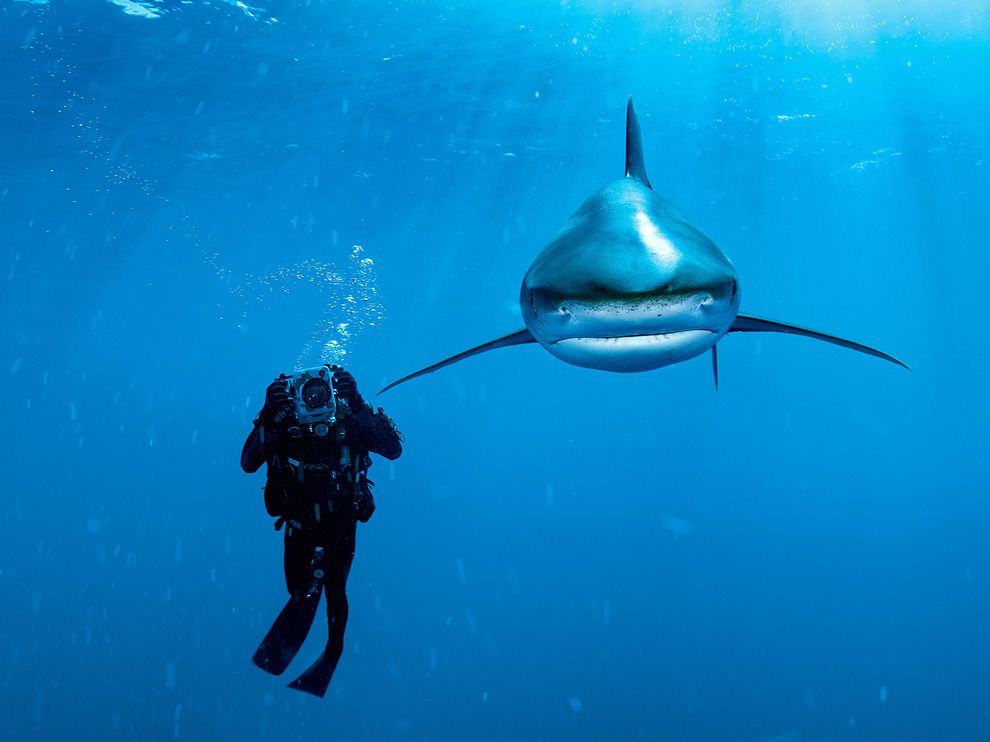 whitetip-shark-bahamas-skerry_41144_990x742.jpg