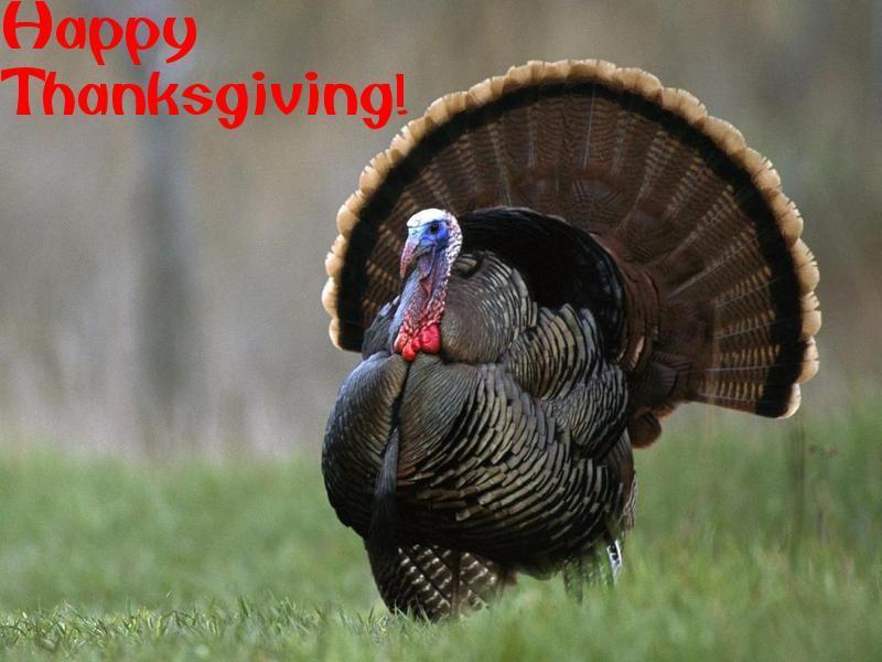 Happy-Thanksgiving-Turkey-thanksgiving-9157407-800-600.jpg