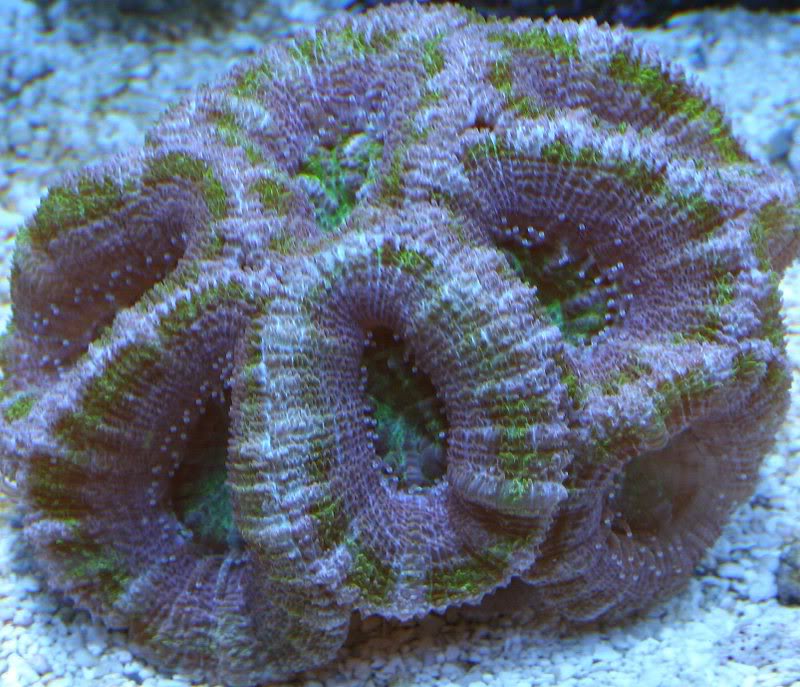 purplegreen1.jpg