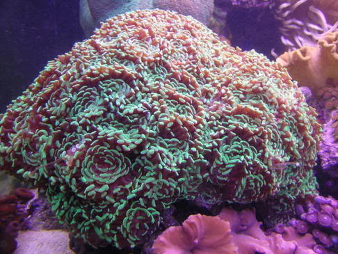 corals521002.jpg