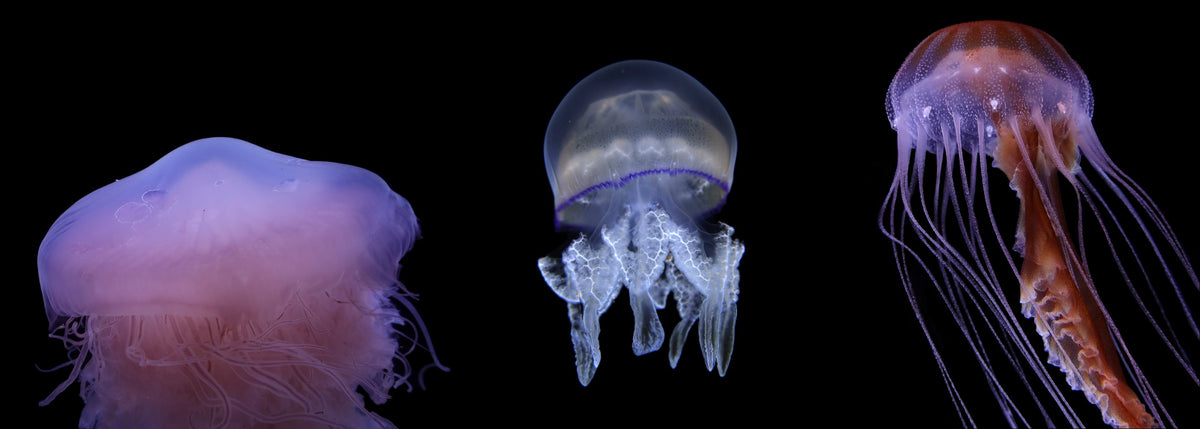 jellyfishwarehouse.com
