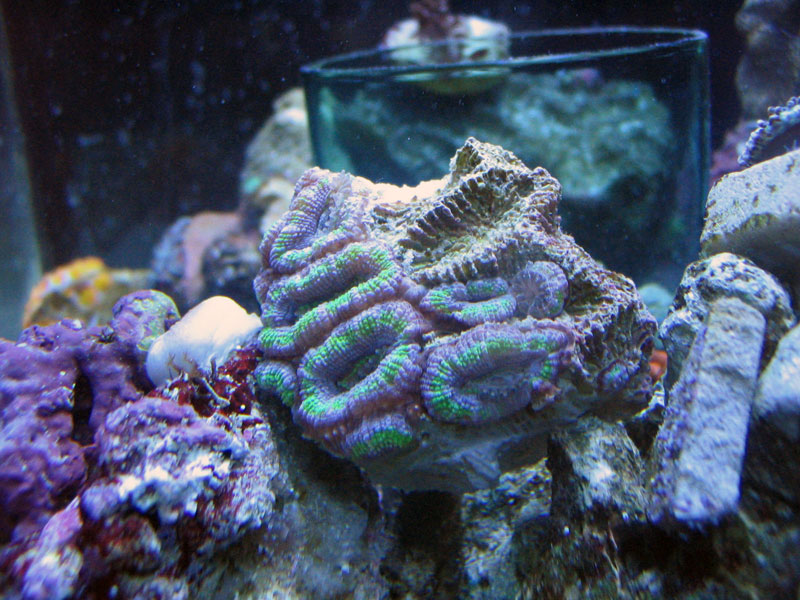 Reef_Systems_Acan.jpg