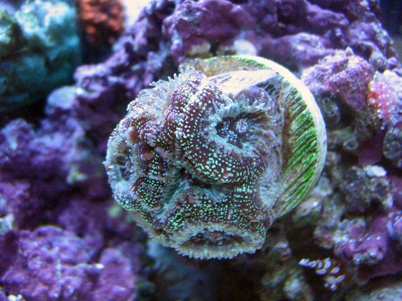 Speckled_Green_Acan.jpg
