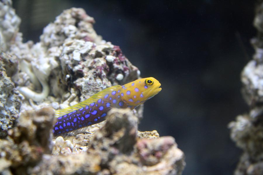 Blue_Spotted_Jawfish_02.jpg