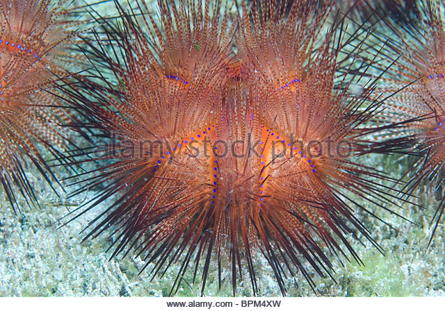 fire-sea-urchin-asthensoma-varium-puerto-galera-philippines-pacific-bpm4xw.jpg