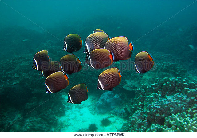 red-tailed-or-pakistani-butterflyfish-chaetodon-collare-on-coral-reef-atpmwk.jpg