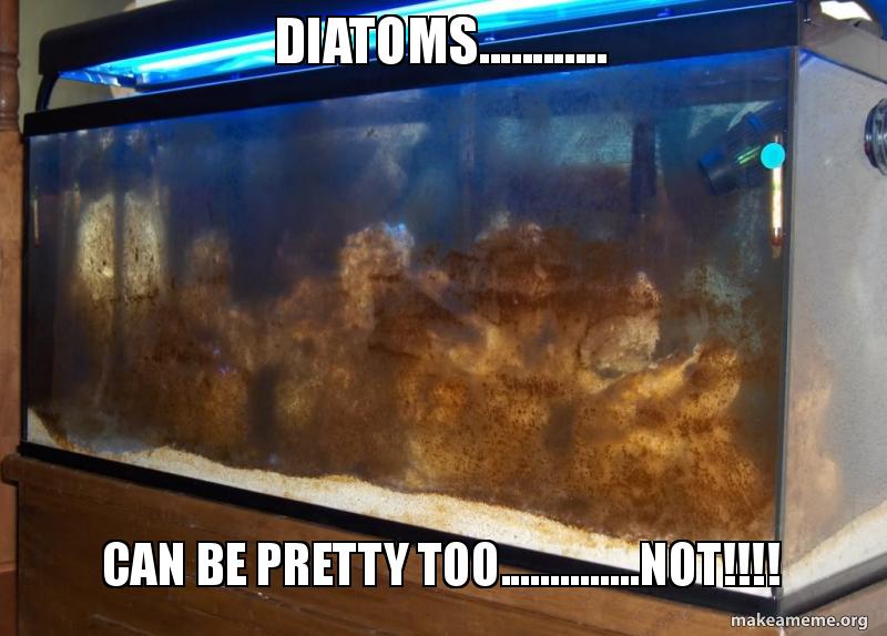 diatoms-can-be.jpg