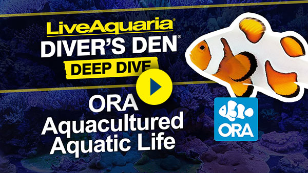 ORA Deep Dive