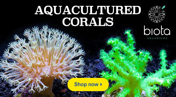 Biota Coral