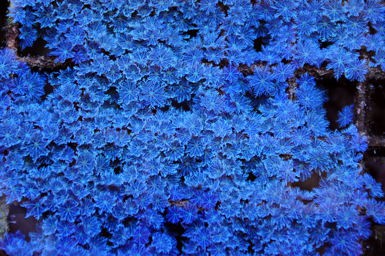 blue_daisies.jpg