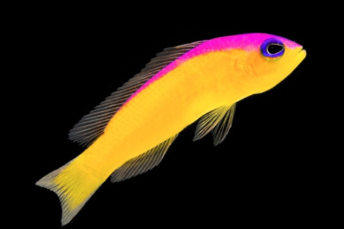 Diadema-Basslet-Fish.jpg