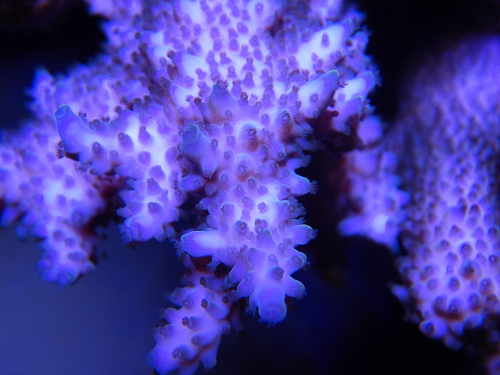 Blue-sps-coral-LED.jpg