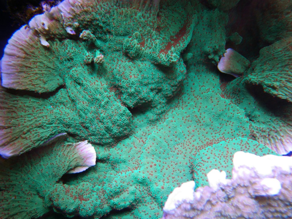 Green-coral-aqurium-led-lighting-1024x768.jpg