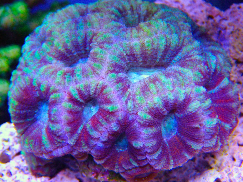 LPS-coral-LED-Lighting-1024x768.jpg