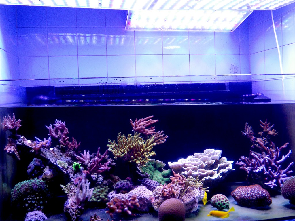 acclimating-your-aquarium-to-led-lighting1-1024x768.jpg